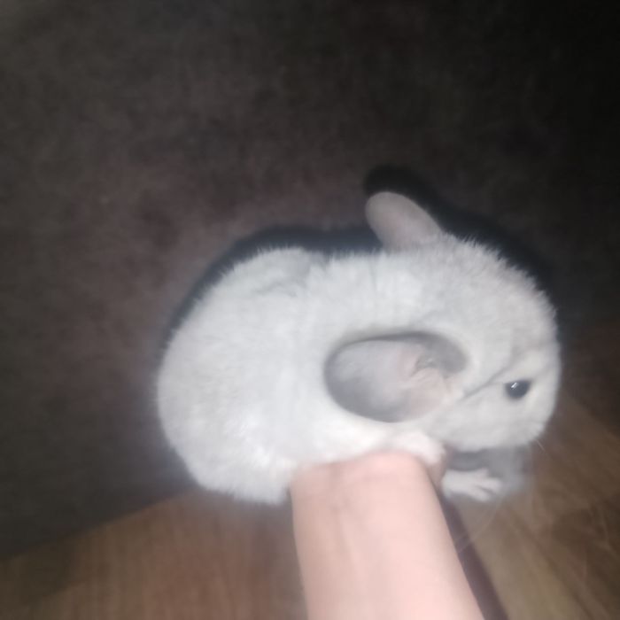 Продаются шиншиллы