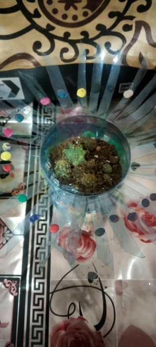 Продаётся кактусы