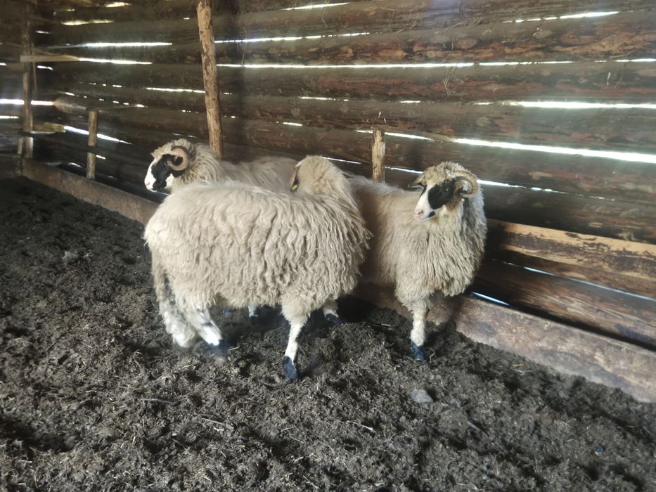 Disponibili berbecuți.