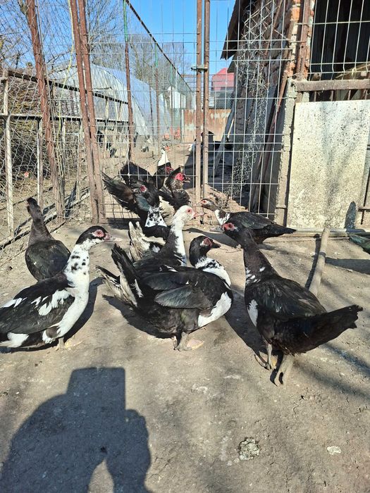 Rate mute 2025 si 2024