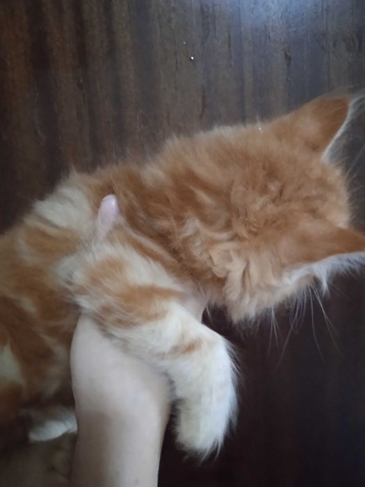 Рыжие пушистики турецкая ангорка, 2 месяца, мальчики.