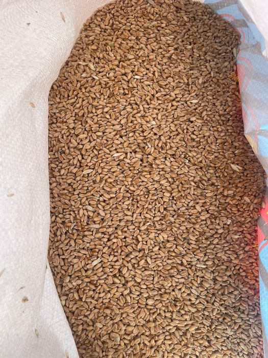 Продам Северную пленицу