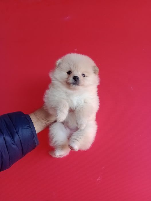 Померани. Момченца и момиченца. Померан. Реални снимки!