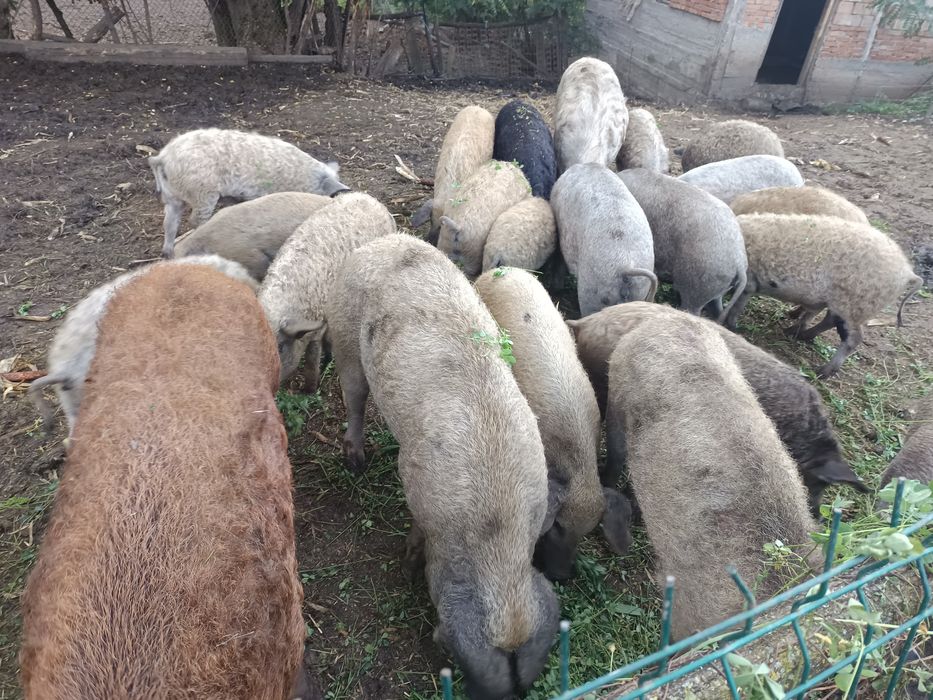 Vând baloți  buni