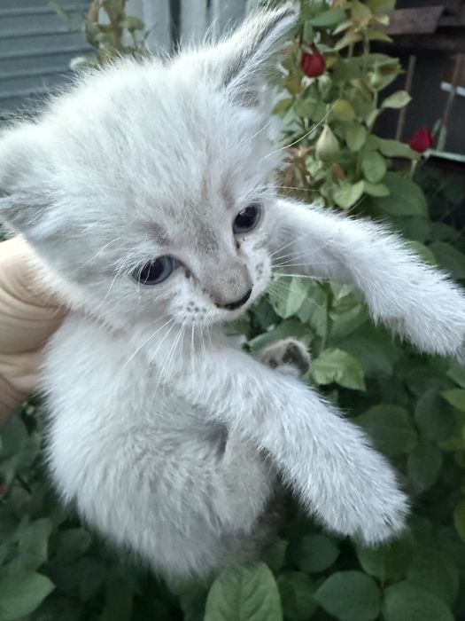 Отдам котят в добрые и  руки.
