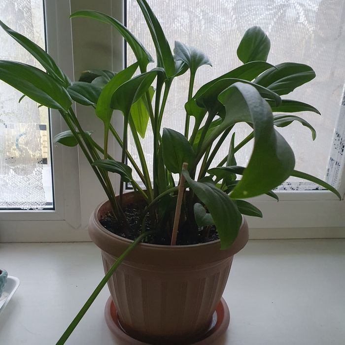 Продам комнатные цветы