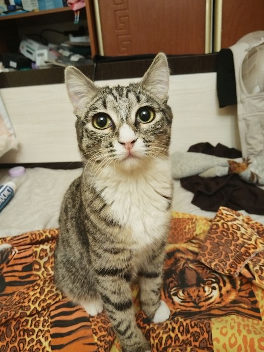 Отдам двух котиков.