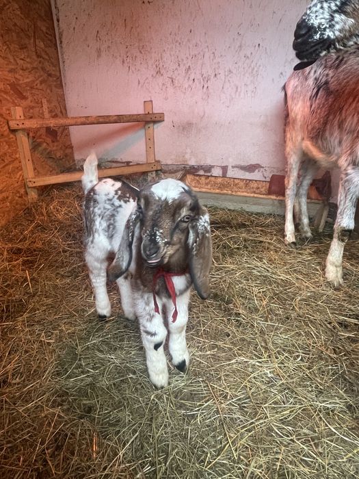 Iezi anglo-nubieni superbi (masculi )