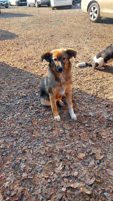 Пристраиваются щенки