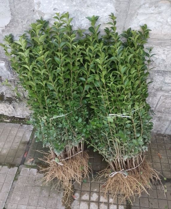 Лигуструм, жив плет