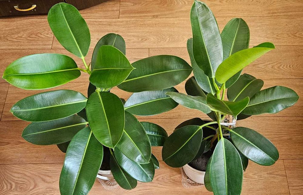 Комнатное растение Фикус