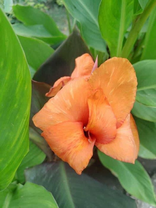 Кани- градински, многогодишни-ризоми