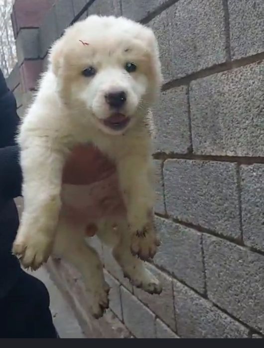 Сабака еркек кушык