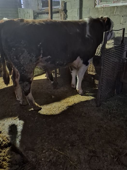 Продам быков ак бас