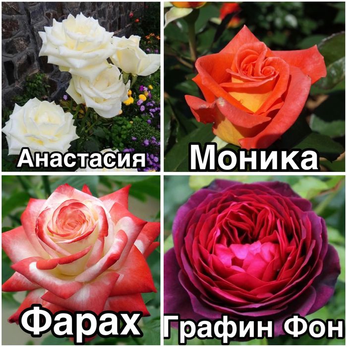 Роза, Виноград Саженцы