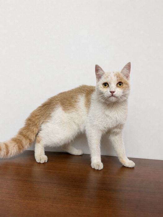 Кошка ЯНА . Стерилизована. 8 месяцев