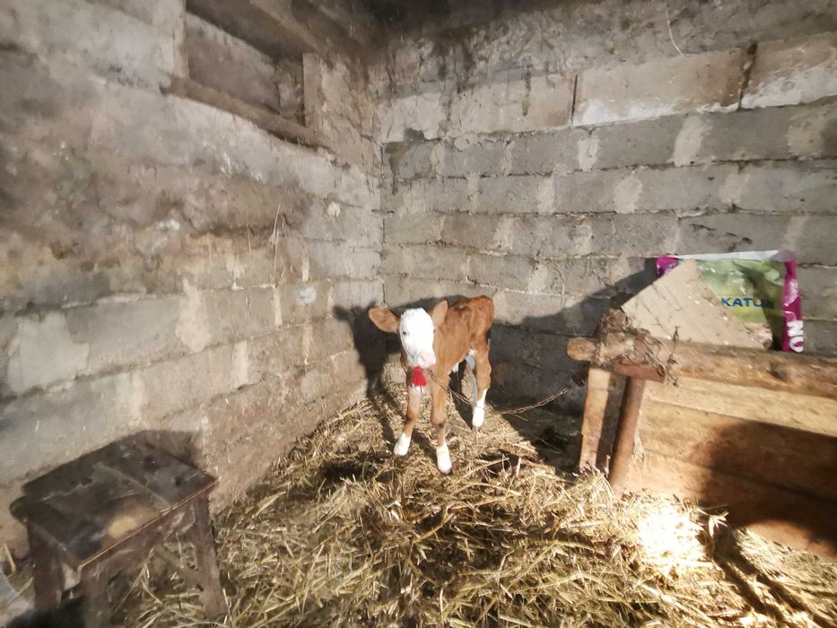 Vacă cu vițele de vânzare