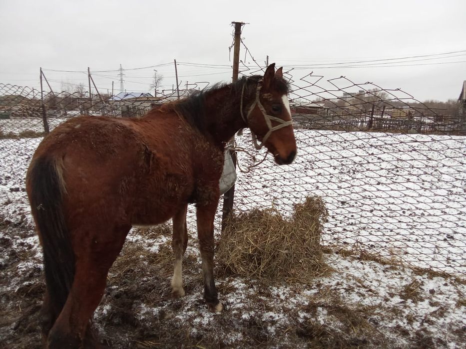 Продам жеребчика орловца