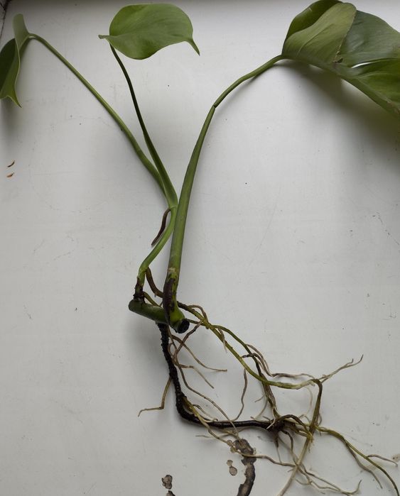 Черенки Монстеры