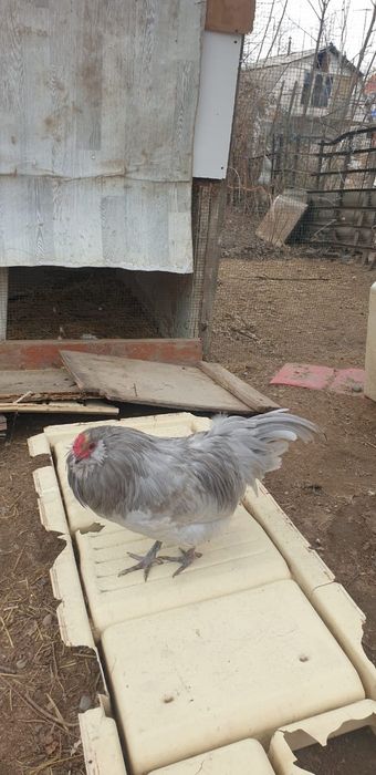 Продаются петухи породы маран,америукана, мехлинская кукушка,брама