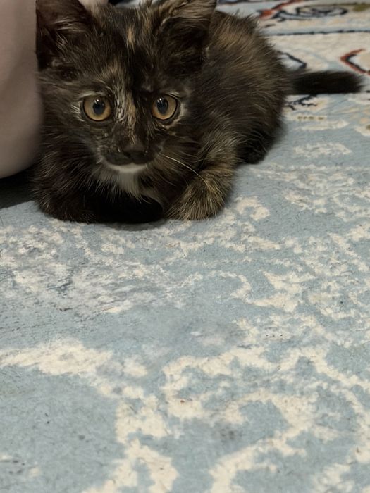 котенок в добрые руки