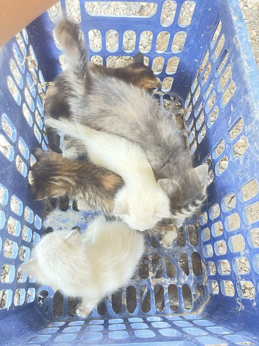 Кошка есть кому интересно
