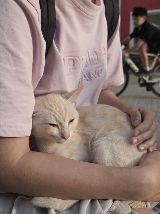 Отдам котика в добрые руки, мальчик