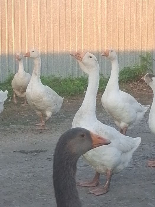 Продам гусей на племя.
