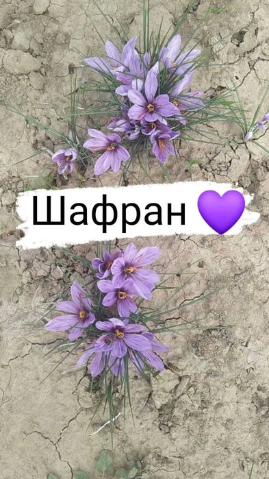 Шафранови луковици