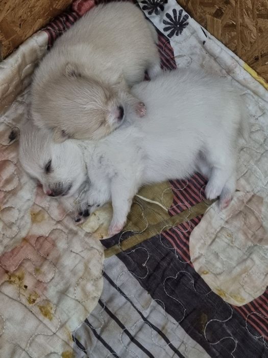 Померанский шпиц