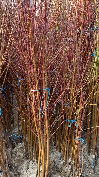 Pomi altoiti certificati