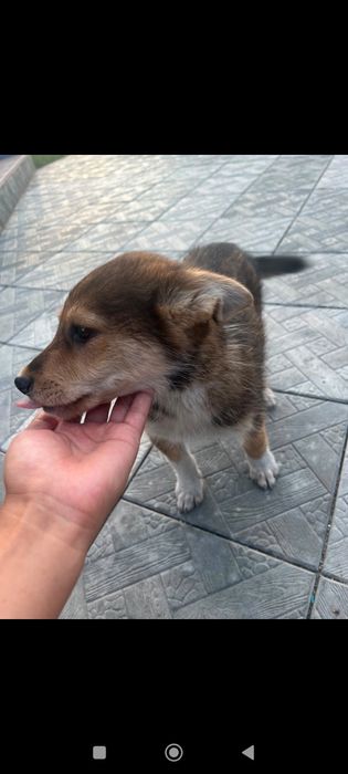 Щенок  бесплатно