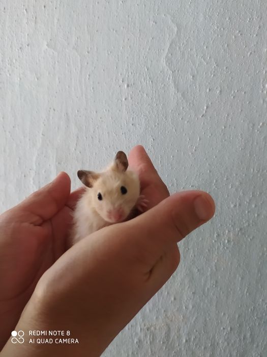 Сирийские хомяки