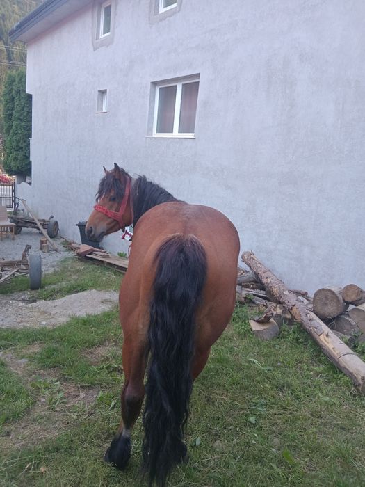 Vand armasar mai multe detali la numaru de telefon