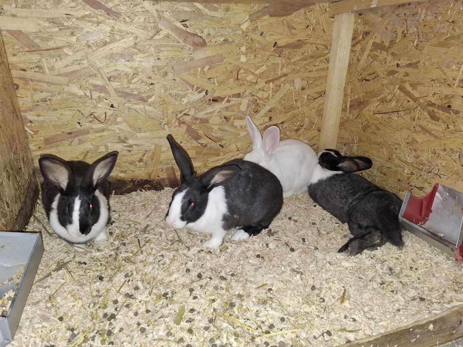 Iepuri Hycole francez