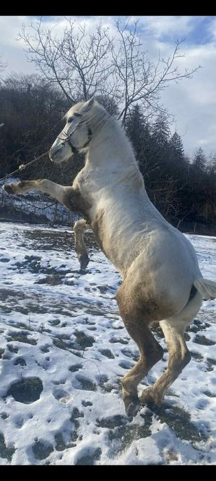 Vând cal preț 5000 lei detalii în privat