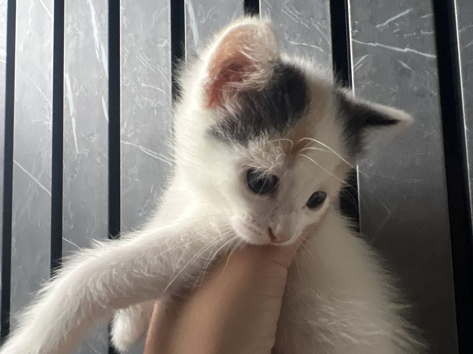 Раздам котят в добрые руки !! 1 мальчик 2 девочки