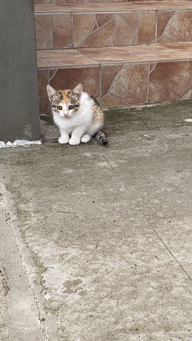 Ofer spre adoptie