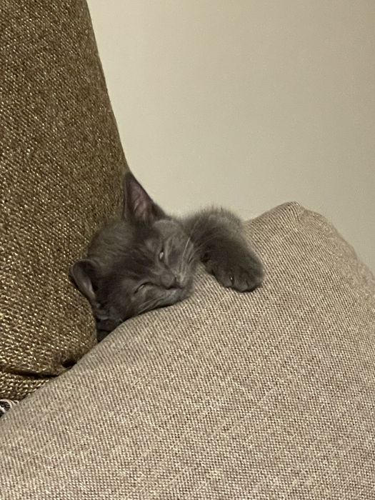 Милый котенок ищет дом