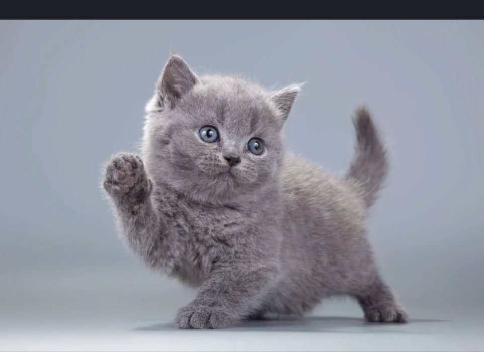 Британский короткошерстный