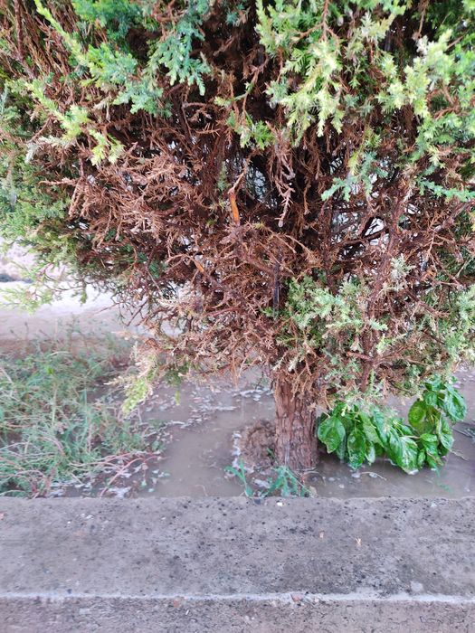 DAraxt archa uzum kesish