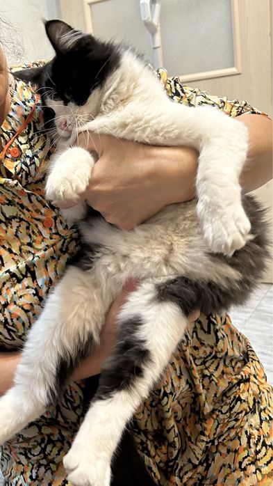 Отдам даром котика в добрые рукт