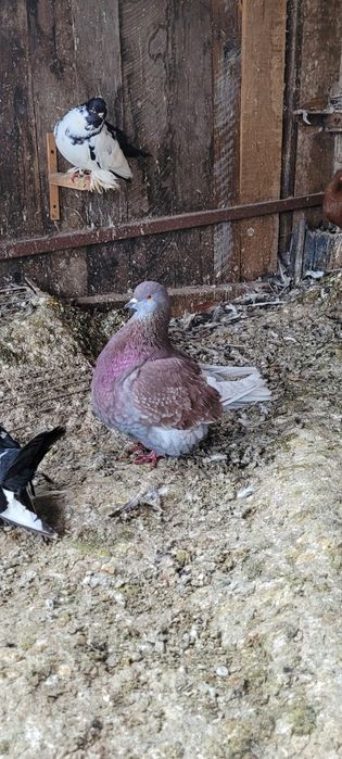 Porumbei mondaini francez