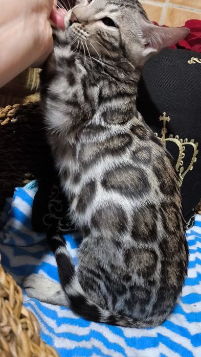 Бенгальский  СЕРЕБРЯНЫЙ мальчик