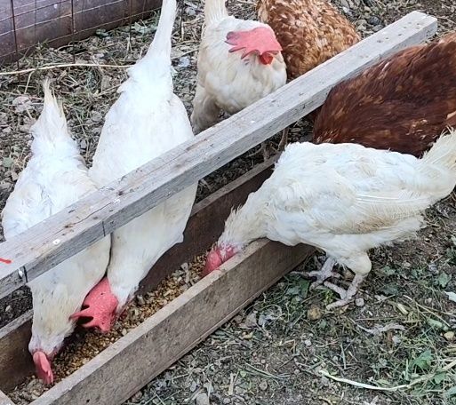 Продам курей белых