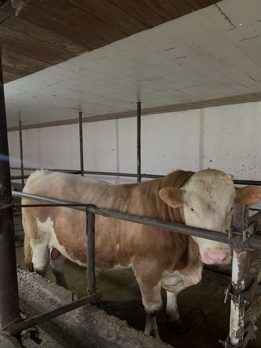 ,,Австралийский Симментал’’