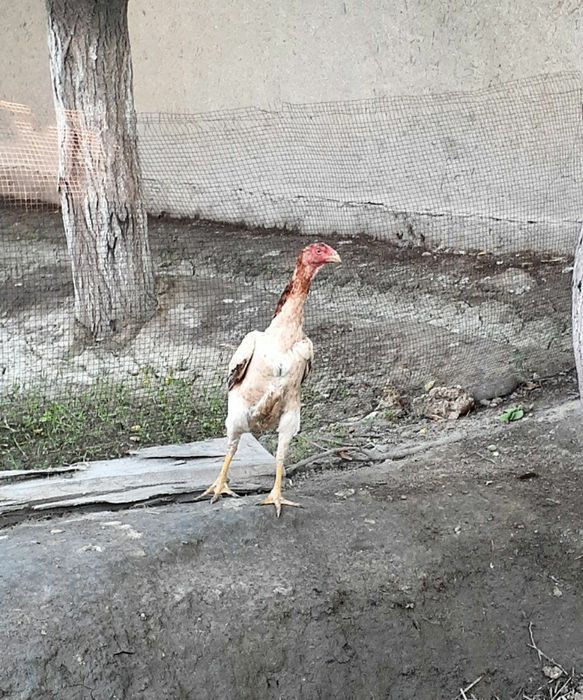 Зотдор дакан тухумлари