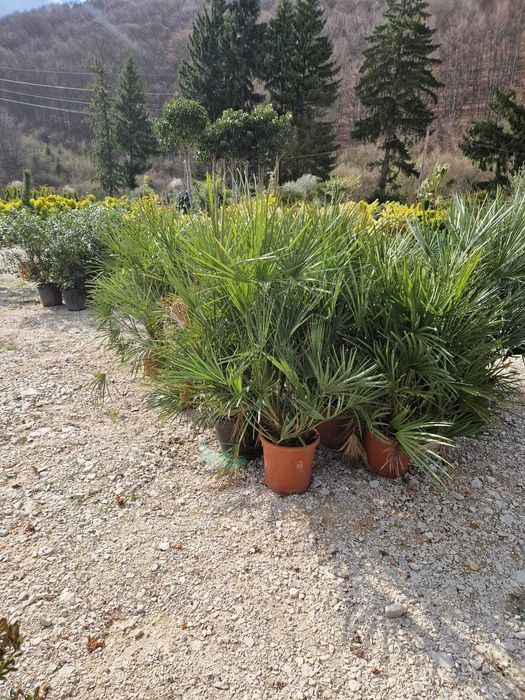 Plante pentru Spatii Verzi si Curti