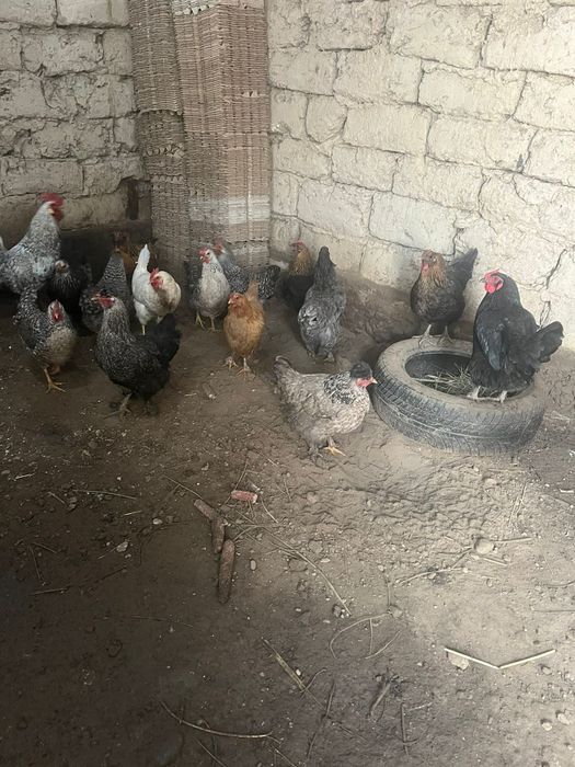 Куры домашние куры