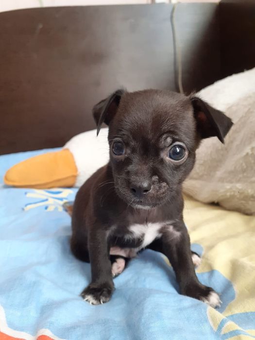 Продам щенков Чихуахуа